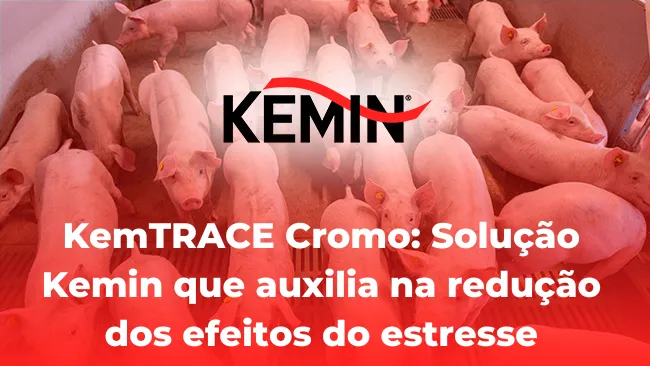 KemTRACE Cromo: Solução Kemin que auxilia na redução dos efeitos do estresse térmico no animal