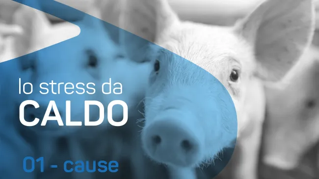 Conosci le principali cause dello stress termico sui suini?
