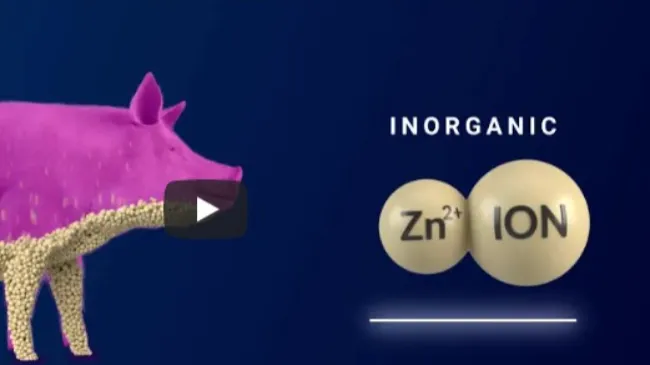 Sai come funziona l'assorbimento dei minerali nei suini?? Guarda il video