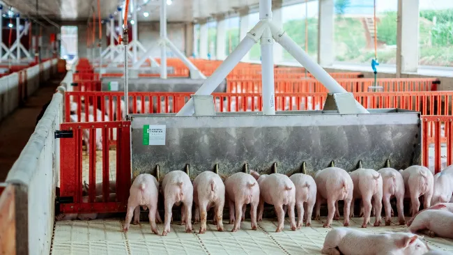 Animais por espaço de boca de comedouro em alimentação seco/úmida