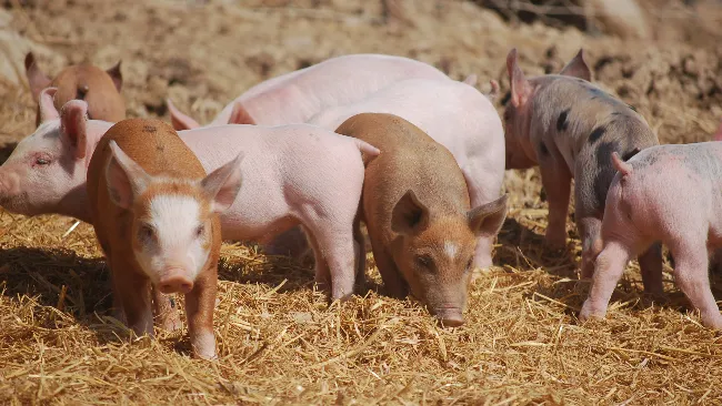 Causes and consequences of tail biting in pigs: how to avoid it?