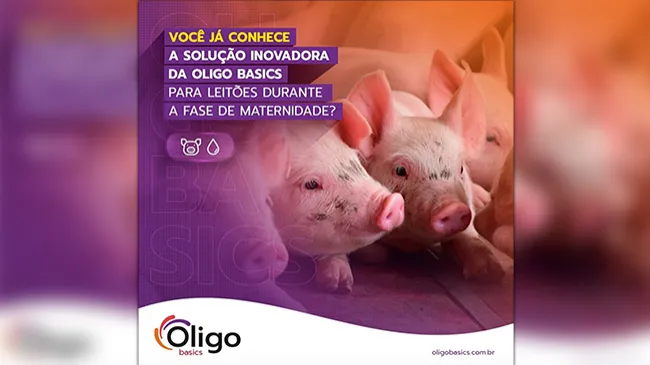 Oligo Pig: suplemento nutricional energético para a saúde intestinal dos leitões