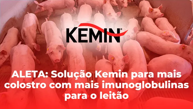 ALETA: Solução Kemin para mais colostro com mais imunoglobulinas para o leitão