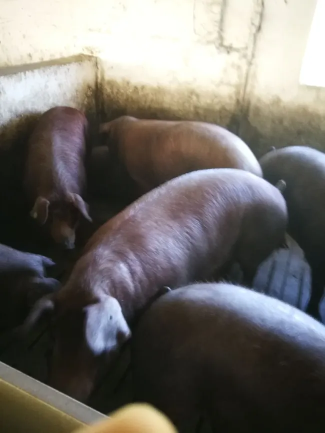 Ibericos de Cebo