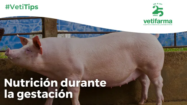 Fases nutricionales en la hembra reproductora - Gestación