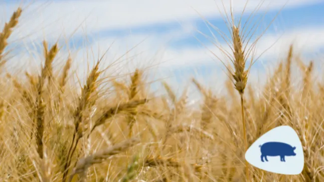 Fibra para la nutrición de monogástricos