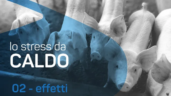 Quali sono gli effetti dello stress termico nel suino?