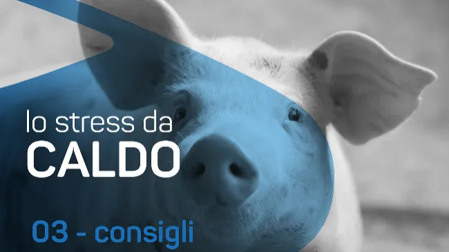 10 consigli per affrontare lo stress termico nel suino