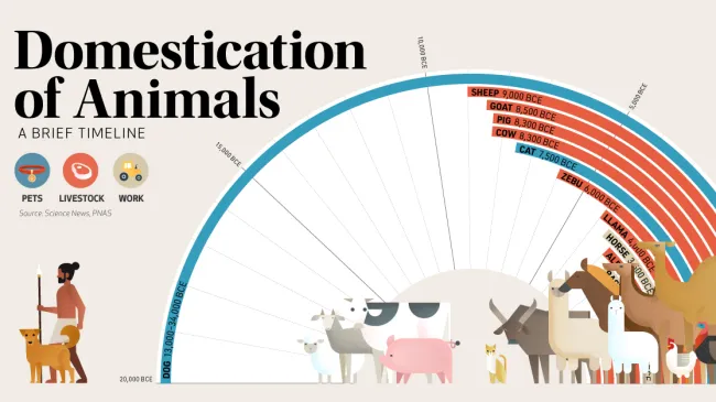 After dogs, livestock animals such as sheep, cows, and pigs are though...