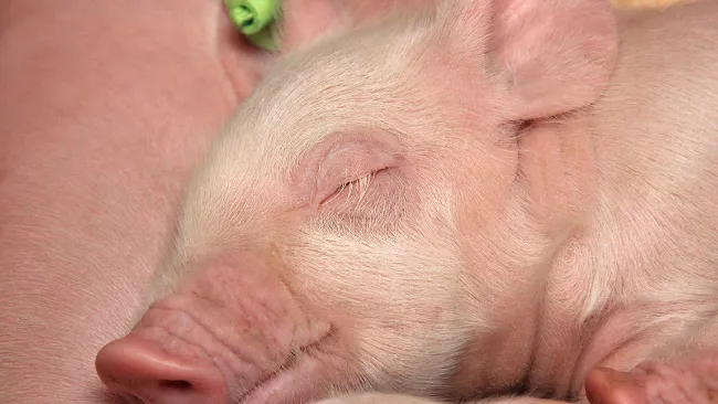 Preventing hierarchical problems in pigs improves their welfare