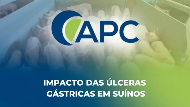 Impacto das úlceras gástricas em suínos