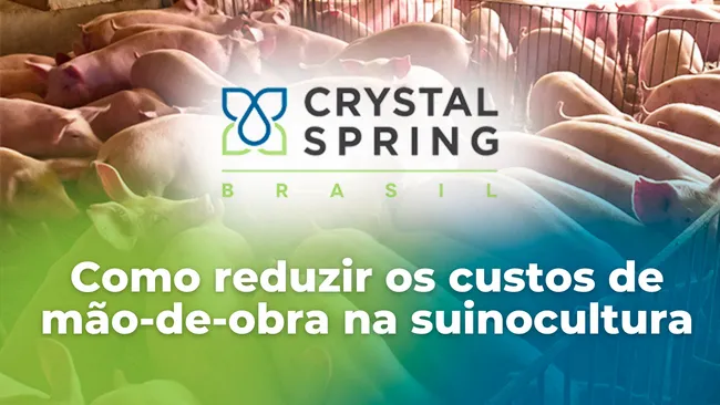Como reduzir os custos de mão-de-obra na suinocultura