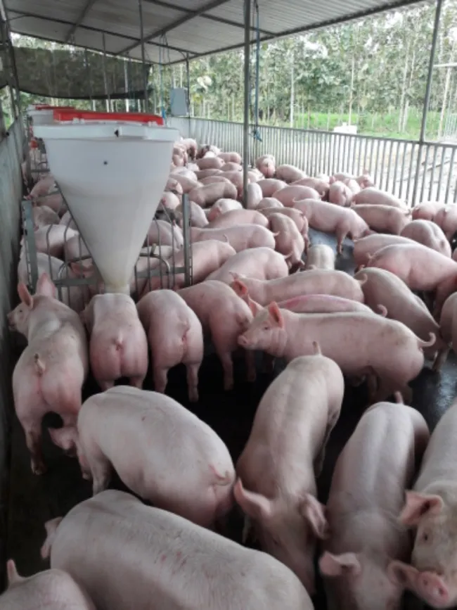 Granja porcina . Industrias de alimento "La Europea". ECUADOR 