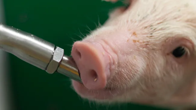 Descubre cómo prevenir el estrés por calor en el ganado porcino