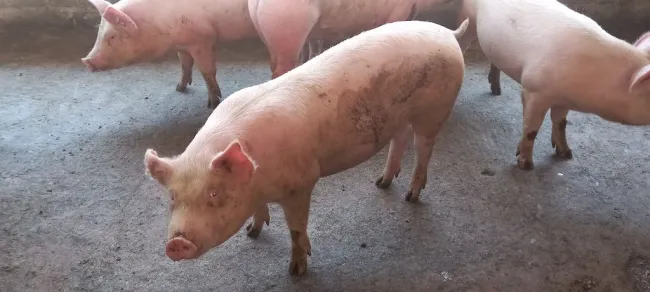 small scale farmers doing the best they can to grow pigs