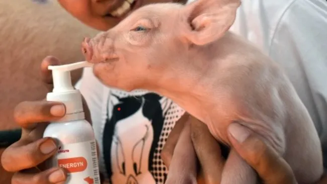 How to deal with newborn piglets’ mortality?
