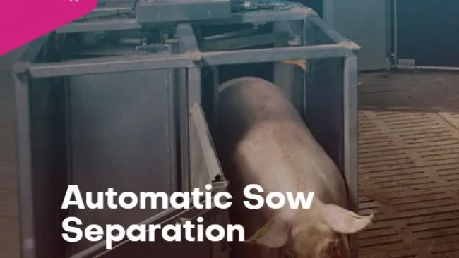 Nedap Automatic Sow Separation:  Simple selection for individual attention