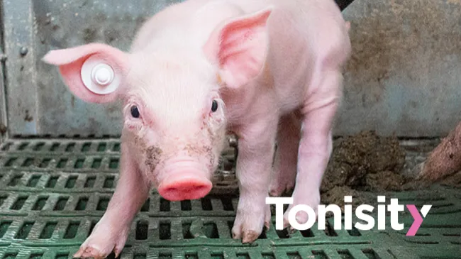 Neonatal Diarrhea in Piglets (Part 2)