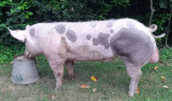 Belgian Pietrain boar, stressnegative.