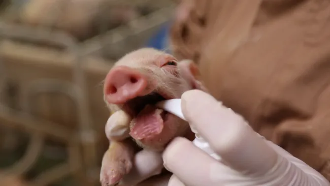 Control measures for piglet coccidiosis
