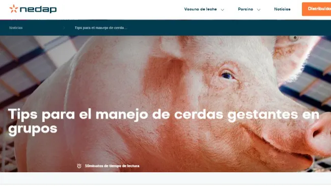 Tips para el manejo de cerdas gestantes en grupos