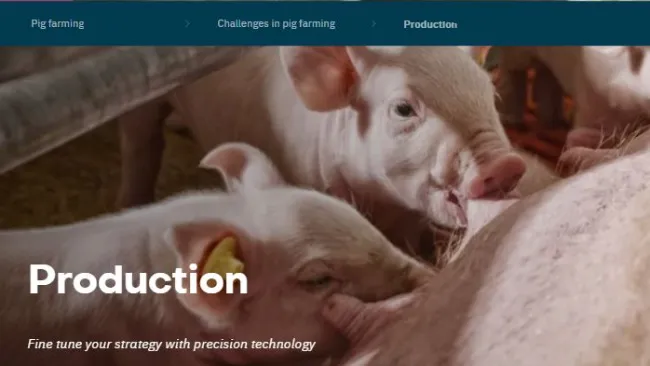 Optimal pig production results        Challenge: Maintaining sow body condition during gestation