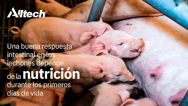 Respuesta intestinal en los lechones
