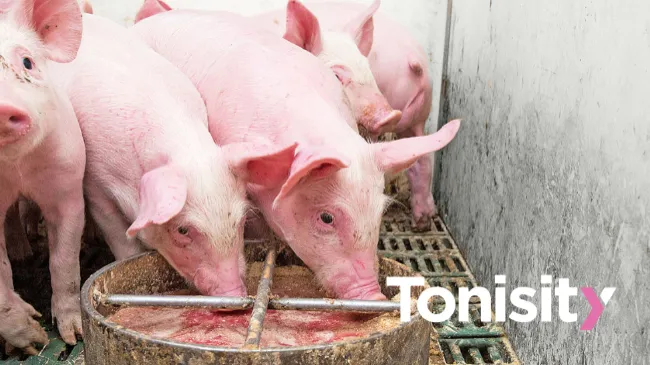 Neonatal diarrhea in piglets – Part 3 