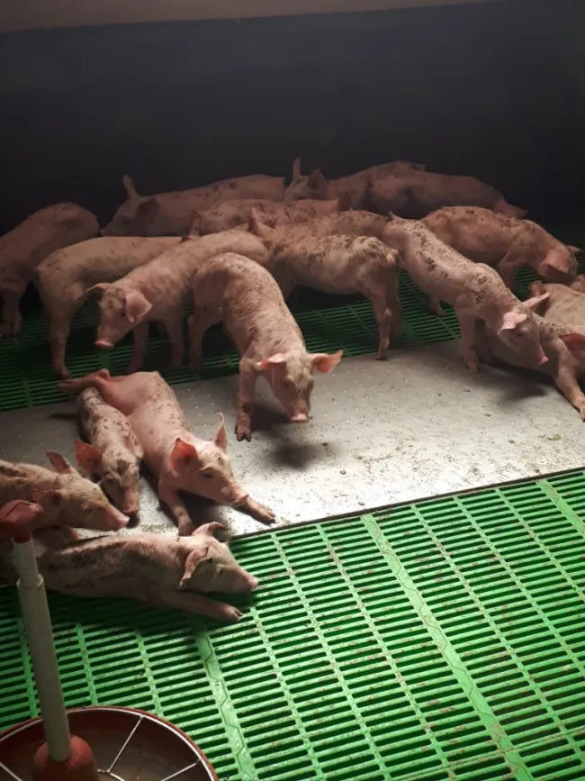 Consecuencias de la prohibición del óxido de zinc como antidiarreico...