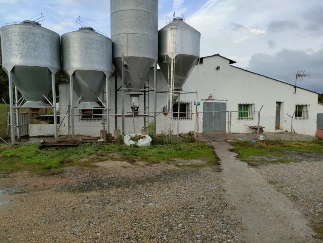 VENDO GRANJA PORCINA DE MADRES Y LECHONES  EN LUGO
