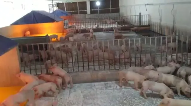 Úm heo bất kể mùa nào!!!