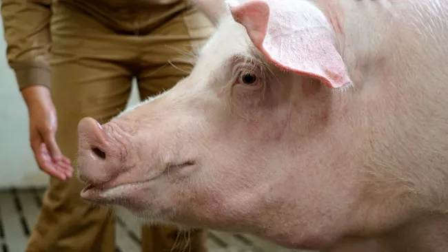 Avoiding negative energy balance in sows