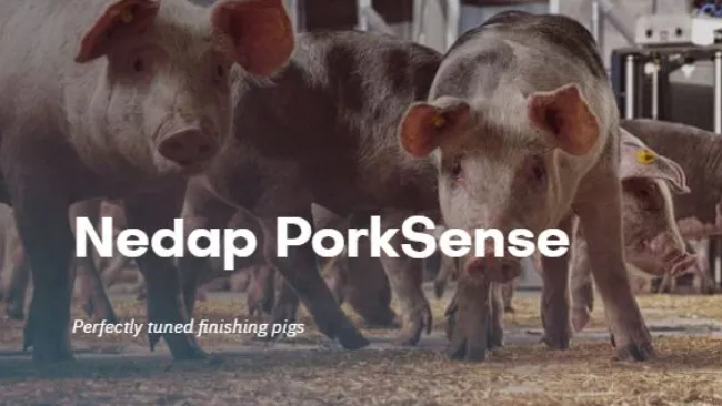 Feed finishing pigs individually within groups: Optimize ROI in your finishing barn