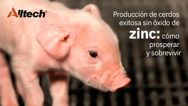 Producción de cerdos exitosa sin óxido de zinc: cómo prosperar y sobrevivir