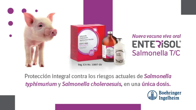 Disponible en Colombia la primera vacuna para el control eficiente de la Salmonelosis en cerdos