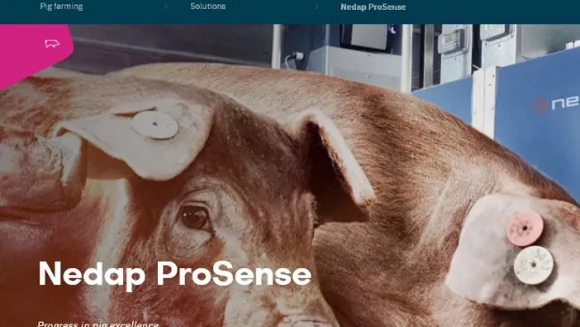 Nedap ProSense: Progress in pig excellence