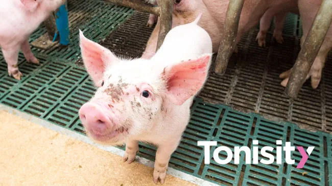   TONISITY LAUNCHES TONISITY PxM - ITS THIRD GENERATION SOLUTION FOR SWINE PRODUCERS