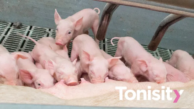 Neonatal Diarrhea in Piglets - Part Four