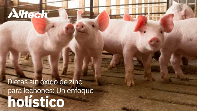Dietas sin óxido de zinc para lechones: Un enfoque holístico