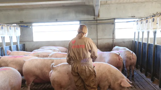 The keys to excellent reproductive management in sows