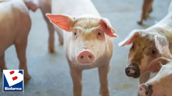 Impacto de la densidad animal y de la disponibilidad de comederos en la etapa de recría en cerdos