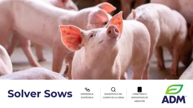 El software dedicado a la gestión de la condición corporal de cerdas