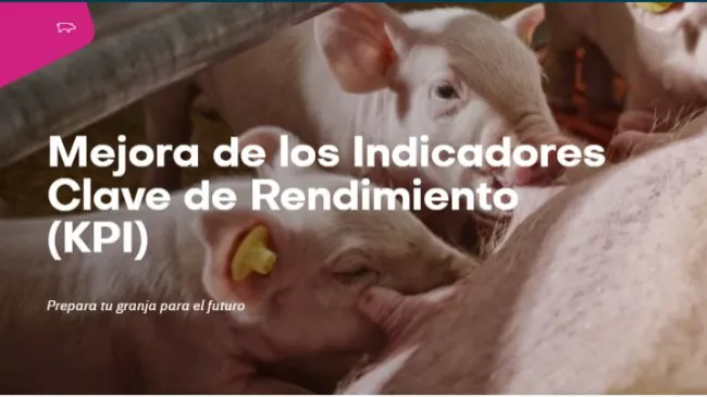 Encuentra e identifica con precisión cerdas vacías en los corrales en grupo. 