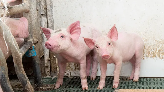 Tonisity Receives First Purchase Order for its Isotonic Protein Solution For Piglets In China