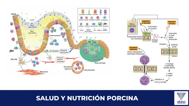 Aditivos nutricionales y salud intestinal porcina