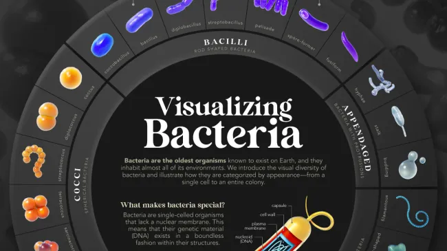 The incredible diversity of bacteria goes underappreciated simply beca...