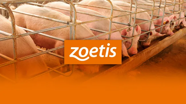 Os desafios de status sanitário de leitões na creche 