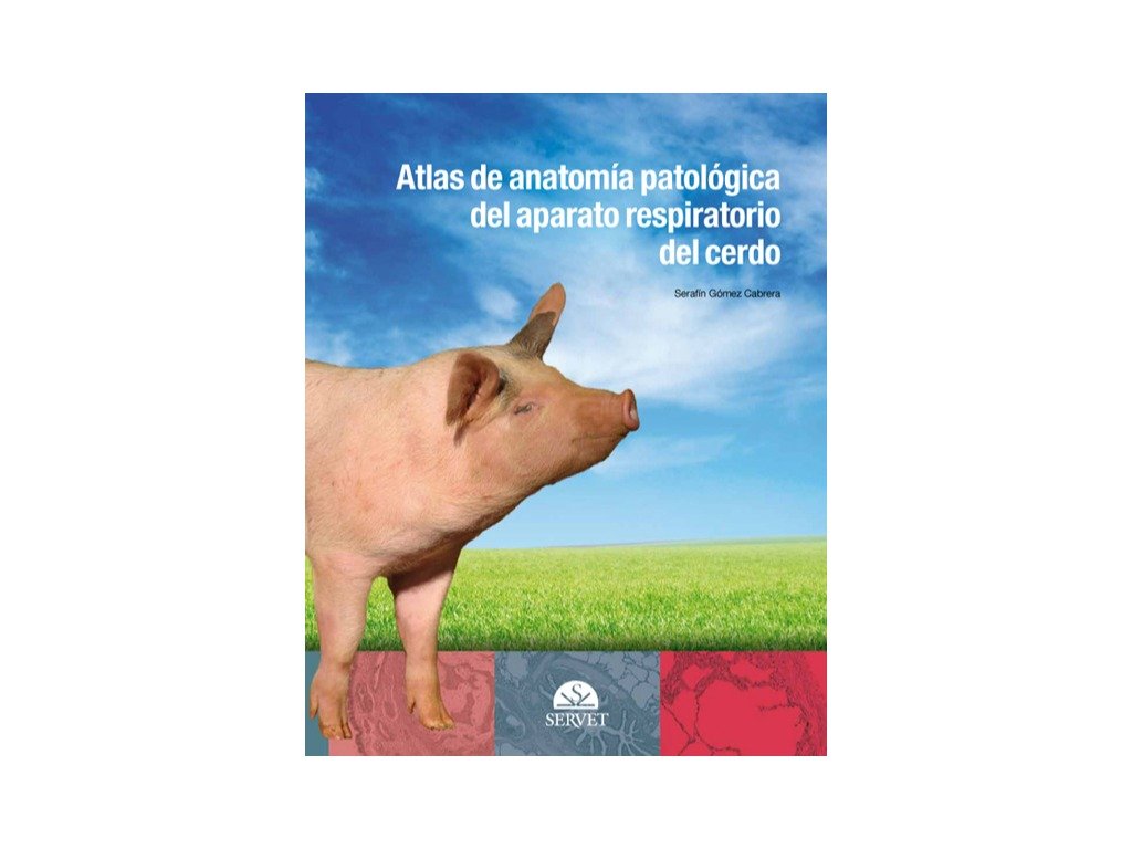 Atlas de anatomía patológica del aparato respiratorio del cerdo Atlas de anatomía patológica del aparato respiratorio del cerdo