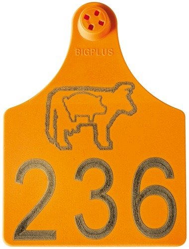 Hembra Bigplus para vacuno Hembra Bigplus para vacuno