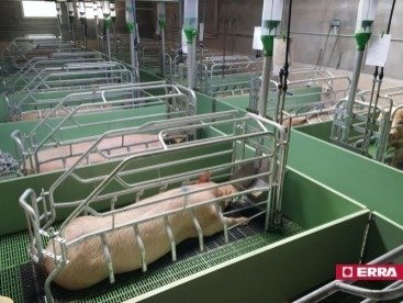Paridera Erra galvanizada con balancines Modelo R (10) Paridera Erra galvanizada con balancines Modelo R (10)